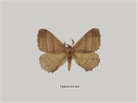 藏品(褐帶蛾)的圖片